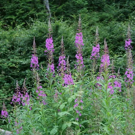 Near Eifel Lift * Копп